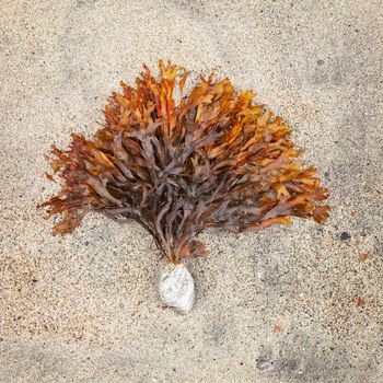 Northern seaweed clinging to a stone lying on the sand