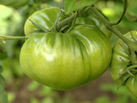 Green tomato in the garden