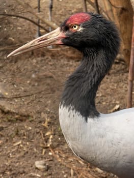 Gray crane with black head at Moscow zoo