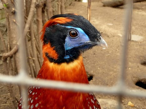 Beautiful colorful pheasant at the Moscow zoo