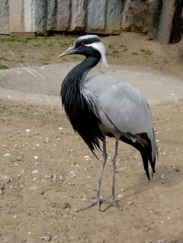 Gracious gray crane stays in Moscow zoo