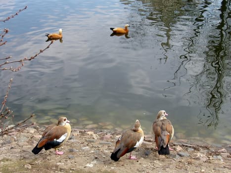 Landscape of three stay gooses on bank and two swim on water ducks 