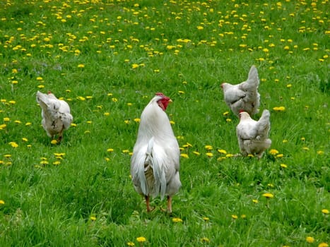 Four hens on the green lawn with dandelions
