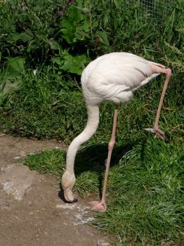 Funny pink flamingo stays on one his leg