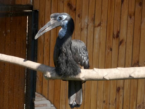 Curious tropical black raven at the Krasnoyarsk zoo