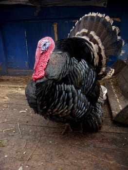 Beautiful large turkey cock stays at zoo