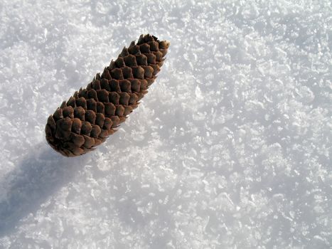 a pinecone on white icy snow background in winter