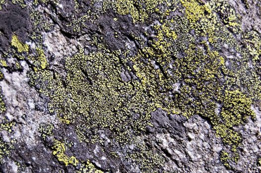 Stone covered with green and gray lichens