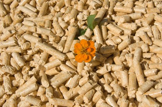 wood pellets green energy and orange flower