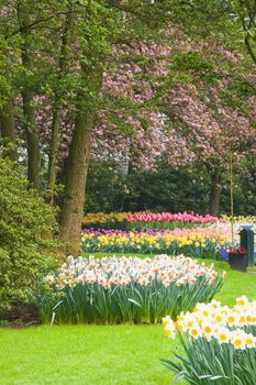 Blossoming spring flowers and trees in the park