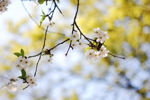 spring tree