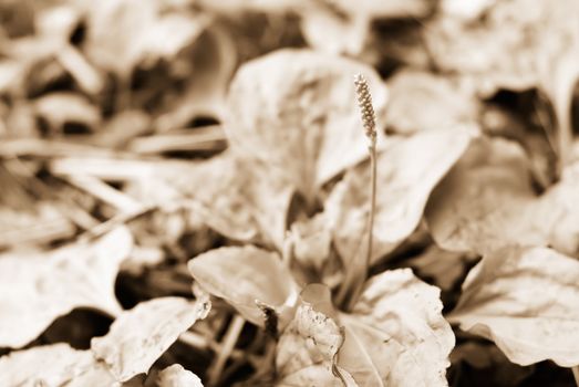 It is a beautiful macro grassland look.