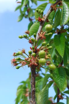 Cherry tree/flower with blue sky background