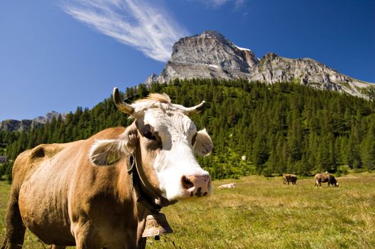 Cow in Alpe Veglia italian natural park and Monte Leone in background, Piemonte, Italy