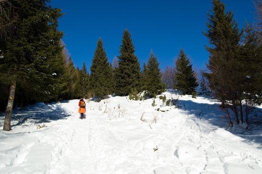 winter trekking in a snowy mountain wood; Alps, Italy