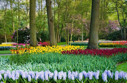 Tulips, hyacinths and blossoming trees in the park in spring