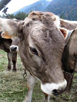 shy calf turning the muzzle. Cattle fair in Val Vigezzo, VB, Italy