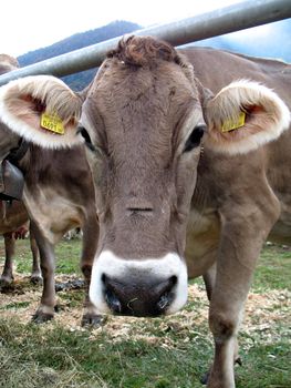 Calf is looking into the camera. Cattle fair in Val Vigezzo, VB, Italy