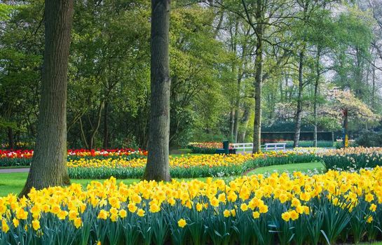 Yellow daffodils and tulips in a park with blossoming trees