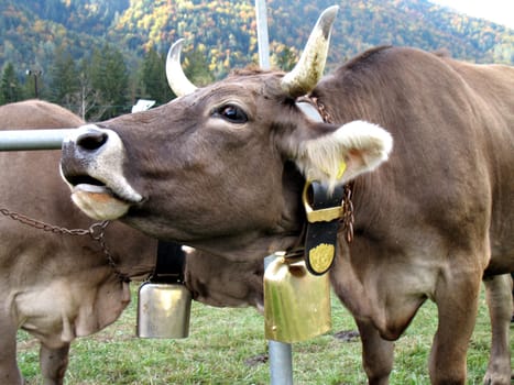 Moo of a cow. Cattle fair in Val Vigezzo, VB, Italy