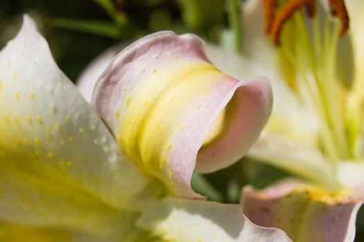 Curled petal closeup of a golden rayed lily (Lilium auratum)