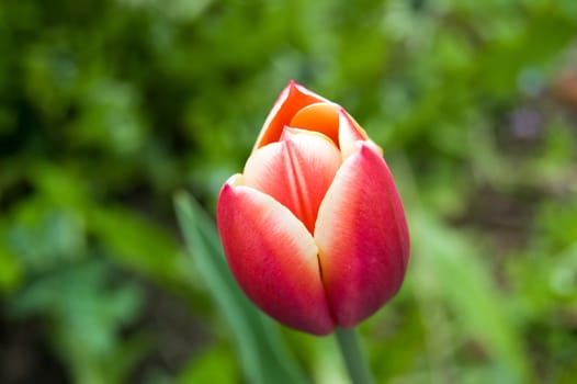 Pink orange tulip close-up in a garden