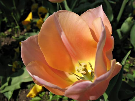 An orange - pink tulip in a garden near Lago Maggiore, Italy