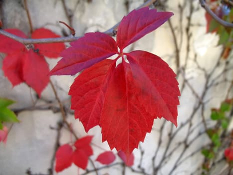 A red-brown leaf of woodbine in September (clipping path)