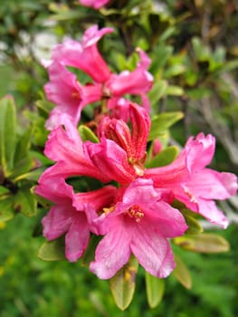 pink Rododendron shrub, June flowering in high mountain