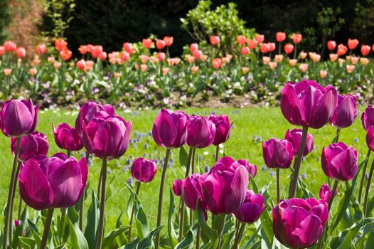 violet tulips in a garden with red tulips in background