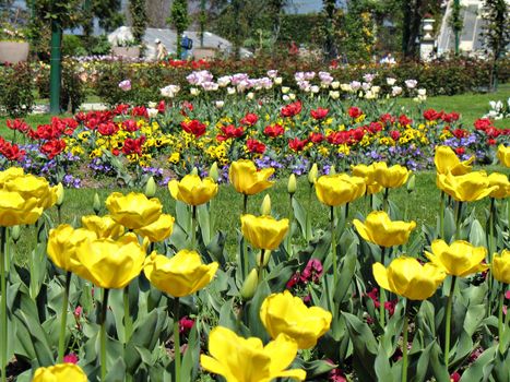 yellow, red, white tulips and violets in a garden near Lago Maggiore, Italy