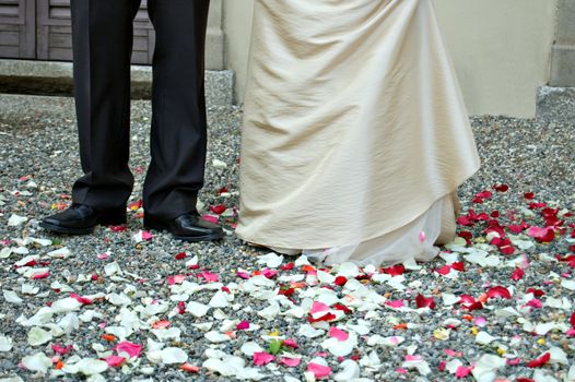 Petals of roses at the foot of the married couple