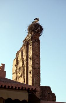 Storks in the nest over an old wall in Marrakesh