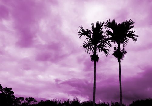 There are two coco and beautiful clouds.