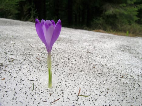 Crocus flower blooming through the snow 