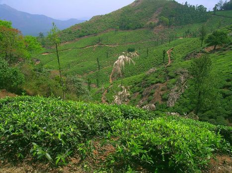 Tea plantation and pepper bushes