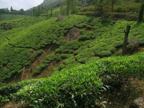 Tea plantation and pepper bushes
