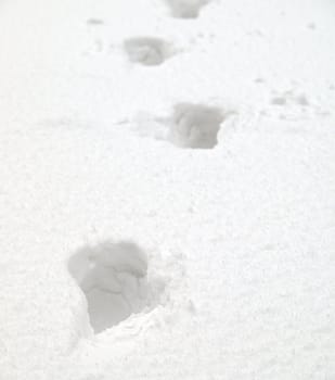 footsteps in the snow