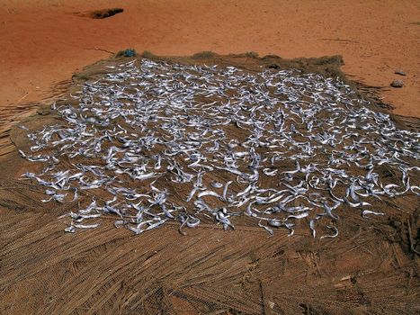 dried fishes spread on the mate