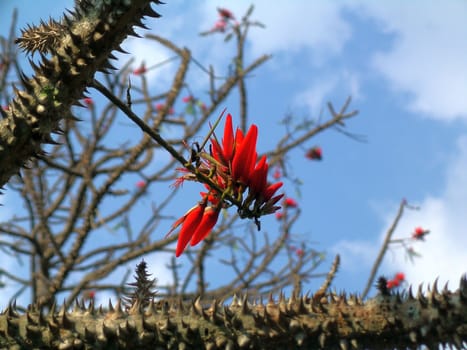 red flower