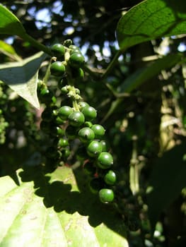 grains of green pepper