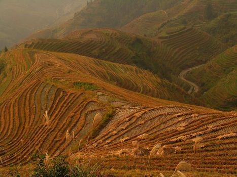 rice terraces in china