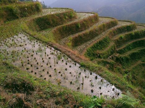 young rice growing on terraces