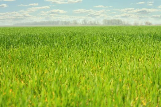 a field with green grass and clouds on background