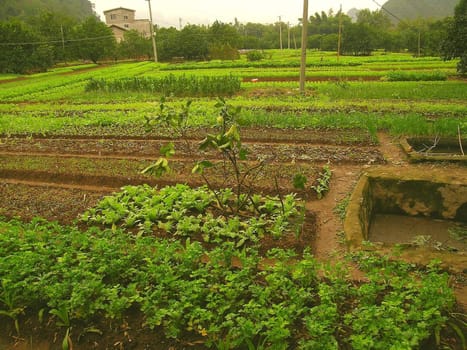 green, tropical garden