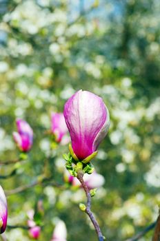 purple magnolia flowers on green background

