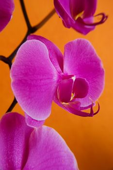 Magenta orchids on orange background