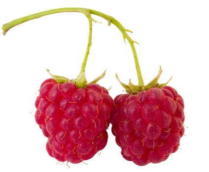 branch of two ripe raspberries, isolated on white