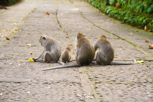 Four different aged monkeys sitting on path, showing their back