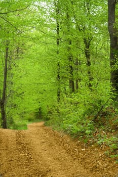 Detail of green spring forest with brown path.